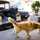 Illustration for article titled Tiny horses, Porsches, and dogs in Land Rovers: strange days in Malibu